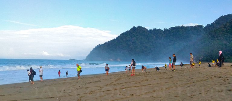sukamade turtle beach tour